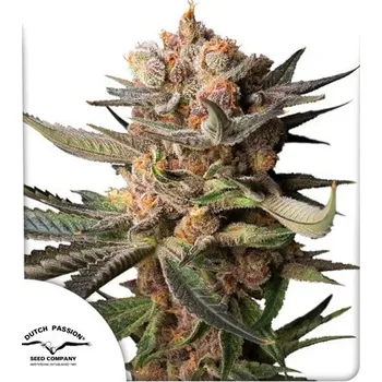 Semeno Dutch Passion Auto Frozen Biscotti Počet ks Feminizované: 3