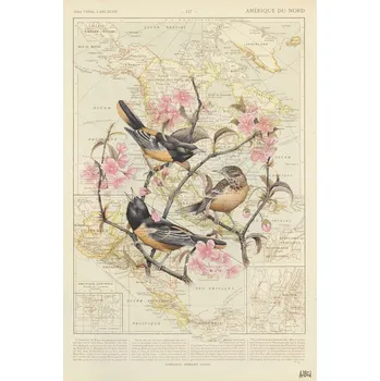 Plakát Plakát, Obraz - Baltimore Oriole, Thomas Chedeville