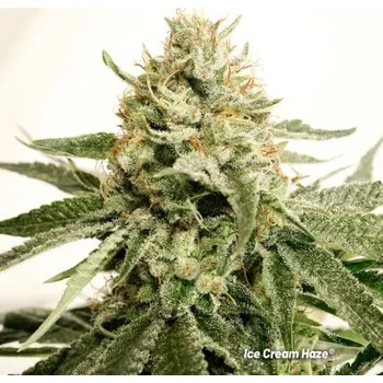 Pěstitelství Dutch Passion Ice Cream Haze Počet ks Feminizované: 5