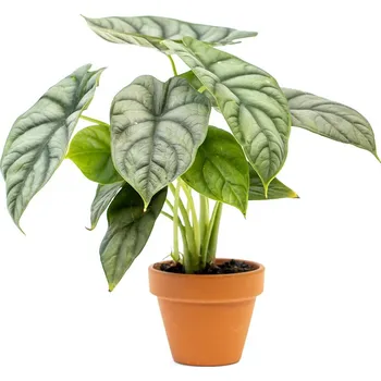 Gardners Alocasia Silver Dragon, průměr 12 cm Alokásie, Alokázie