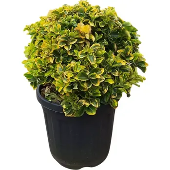 Sazenice Brslen japonský 'Elegant. Aureus' tvarovaný, kontejner 20l-KOULE