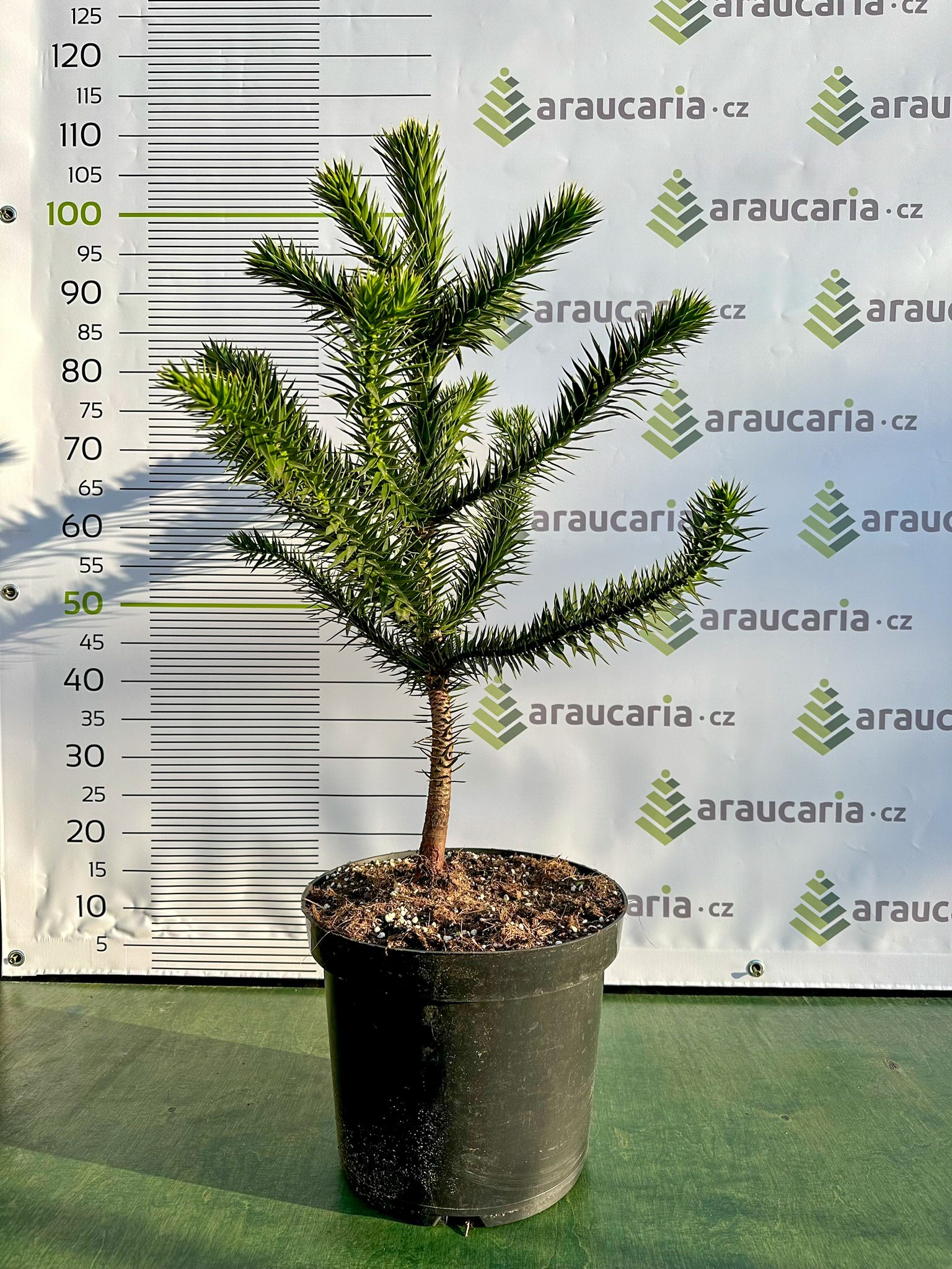 Araucaria araucana - Blahočet čilský 60–70 cm (10-12 l kontejner), Reg. č.: CZ-2797