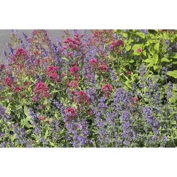 Květináč Šanta kočičí FloraSelf Nepeta faassenii 'Six Hills Giants' 5-40 cm květináč 0,5 l