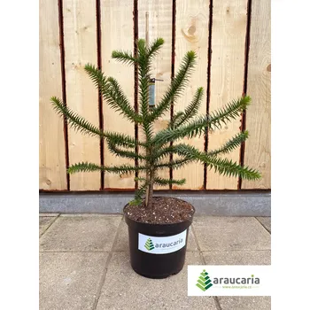 Sazenice Araucaria araucana - Blahočet čilský 70–80 cm (10-12 l kontejner), Reg. č.: CZ-2797