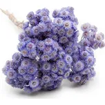 mech-mech.cz Sušená Slaměnka italská - (Helichrysum italicum) - Levandule