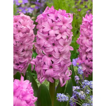 Cibulovina Hyacint Fondant 5 ks