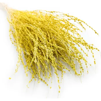 mech-mech.cz Řeřicha (Lepidium sativum) - Žlutá