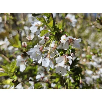 Sazenice Slivoň vyříznutá 'Kojou-no-mai' Balení: kontejner C3,5