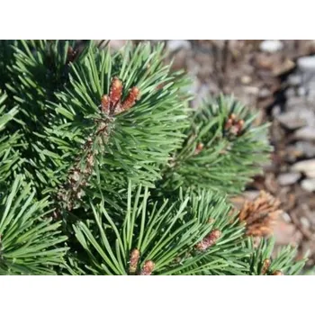 Sazenice Borovice kleč 'Litomyšl' Balení: bal nebo kontejner, Tvar: výška 40-50cm