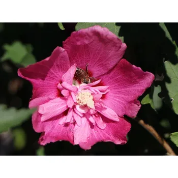 Sazenice Ibišek syrský 'Freedom'