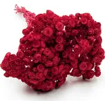 mech-mech.cz Sušená Slaměnka italská - (Helichrysum italicum) - Červená