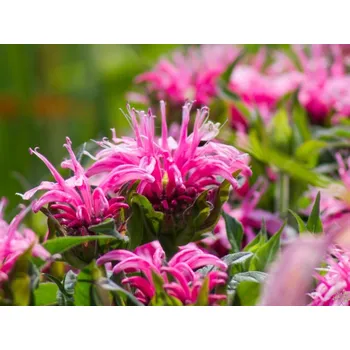 Sazenice Zavinutka zahradní 'Balmy Pink' - Monarda hybridy 'Balmy Pink' Balení: kontejner p11