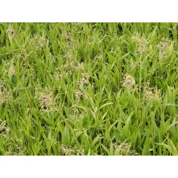 Sazenice Bika lesní 'Auslese' - Luzula sylvatica 'Auslese' Balení: kontejner p9