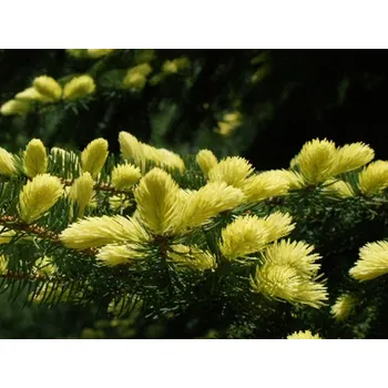 Postel Smrk ztepilý 'Perry's Gold' Balení: kontejner C12, Tvar: výška 40-60cm