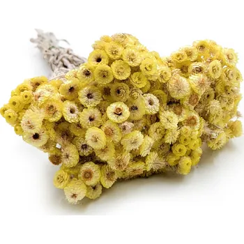 mech-mech.cz Sušená Slaměnka italská - (Helichrysum italicum) - žlutá