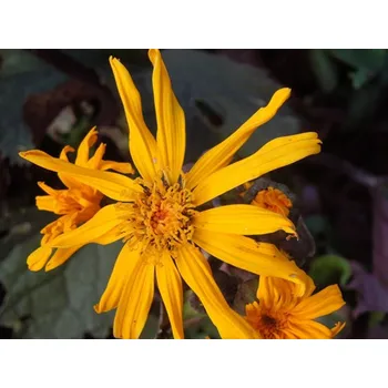 Sazenice Popelivka zoubkovaná 'Desdemona' - Ligularia dentata 'Desdemona' Balení: kontejner C5