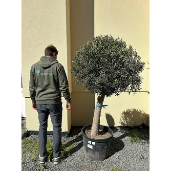 Sazenice Olivovník Evropský - COPA - 70lt - 180/200cm