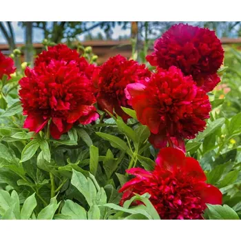 Sazenice Pivoňka Belgravia 1 ks