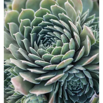 Sazenice Netřesk 'BIG SAM™ RUBY STAR' kont. 0,5 l