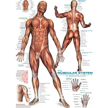Puzzle Eurographics puzzle Svalová soustava 1000 dílků