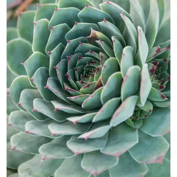 Sazenice Netřesk 'BIG SAM™ CHROME GREEN' kont. 0,5 l