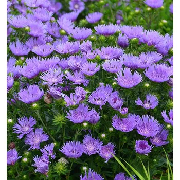 Sazenice Stokésie leavis 'MEL'S BLUE' kont. 1 l