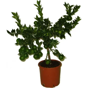 Sazenice Pomerančový strom Chinotto