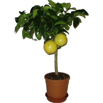 Sazenice Citrusy Grepovník pompelmo strom