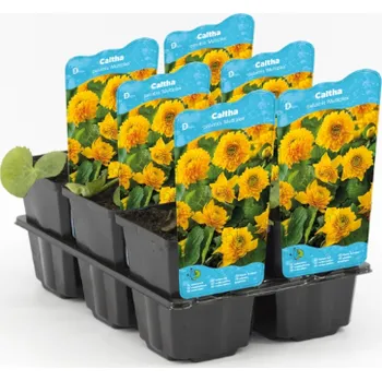 Sazenice Caltha palustris 'Multiplex' – košík 9x9 cm (Blatouch bahenní 'Multiplex')