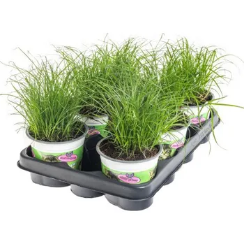 Sazenice Výhodné balení 6x Kočičí tráva, Cyperus alternifolia Zumula, průměr květináče 10 - 12 cm
