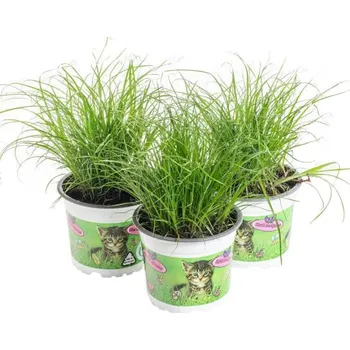 Sazenice Výhodné balení 3x Kočičí tráva, Cyperus alternifolia Zumula, průměr květináče 10 - 12 cm