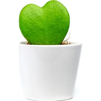 Gardners Hoya kerrii s bílým květináčem, průměr 6 cm Hoja, Voskovka