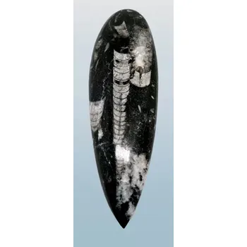 Orthoceras, fosílie větší 148 g