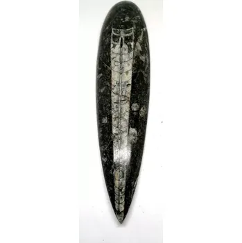 Orthoceras, fosílie v mateč.hornině 228 g