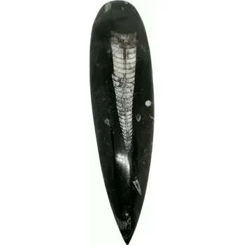 Orthoceras fosílie Maroko 223 g