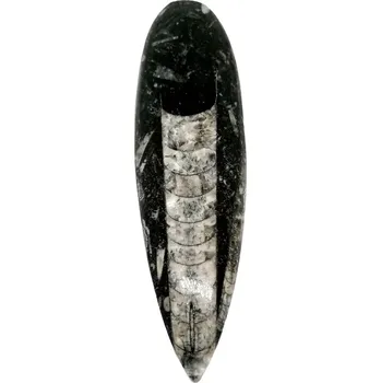 Orthoceras, fosíle v mateční hornině, 182 g