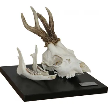 anatomický model Lebka srny 20 x 20 x 20 cm