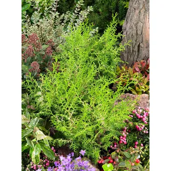 Sazenice Cypřišek tupolistý 'Lucas'