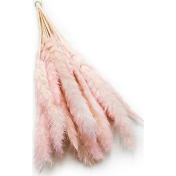 mech-mech.cz Sušená Pampová tráva MINI - Růžová