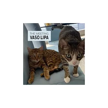 Česká hudba Vaso Lipa – The Meeting