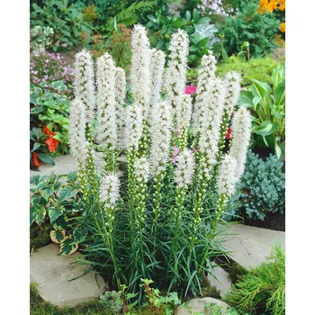 Cibulovina Šuškarda Liatris Spicata Alba bílá 10 ks