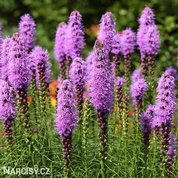 Cibulovina Šuškarda klasnatá Liatris Spicata 250 ks