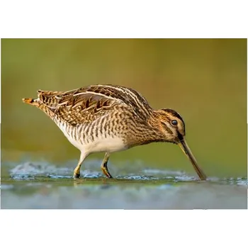 66000299 Pohlednice Bekasina otavní (Bekasina otavní (Gallinago gallinago))