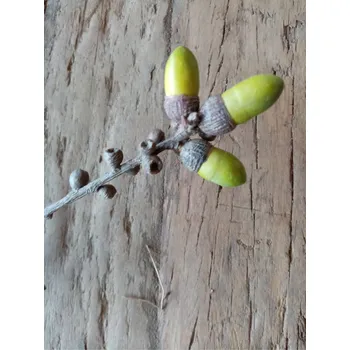 umělá květina Hitra Květina/dekorace větev žaludy 90 cm