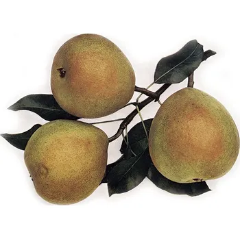 Sazenice Pyrus communis ´Bergamotka Esperenova´ - podzimní odrůda