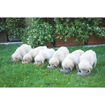 Miska pro psa Jedna plastová miska Kerbl 0 ml