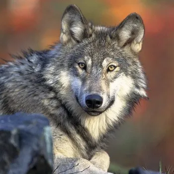 Wolfi - Petr Halíček - audiokniha