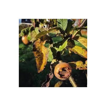 Sazenice Mespilus germanica 'Boom en Vrucht'