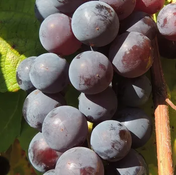 Víno Réva vinná Buffalo 2L