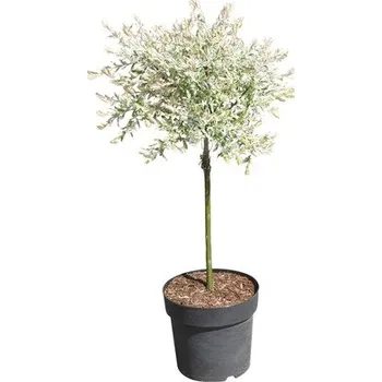 Květináč Vrba Harlekýn, bíle panašovaná vrba FloraSelf Salix integra "Hakuro Nishiki" polokmen cca 40 cm výška 60-80 cm květináč 3 l